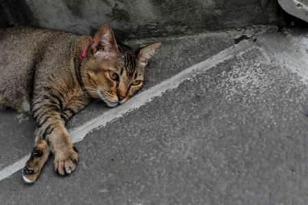 Sleepy tabby cat at Wat Arun temple in Bangkok Thailandの写真素材