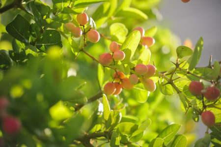 Fresh Bangal Currants fruit on the tree in moring time in Bangkok Thailand