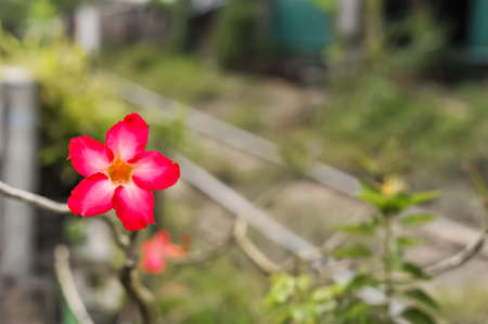 A Pink Adenium flower in the garden of Wat Intharawihan temple in Bangkok Thailandの写真素材
