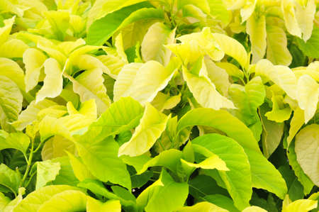 Full frame background texture of The naturally layer colored green leaves in Bangkok Thailandの写真素材