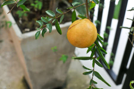 A freshness yellow pomegranate with tree