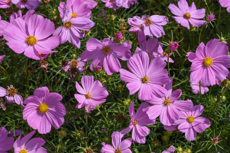 Natural Purple cosmos flowers at King Rama 9 Park in Bangkok Thailandの写真素材