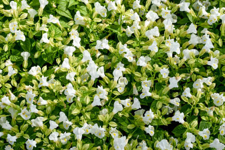 Fullframe background texture of white wishbone flowers and green leaves at King Rama 9 Park ,Bangkok Thailandの写真素材