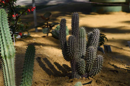The natural Cactus in the garden at King Rama 9 park Bangkok,Thailandの写真素材