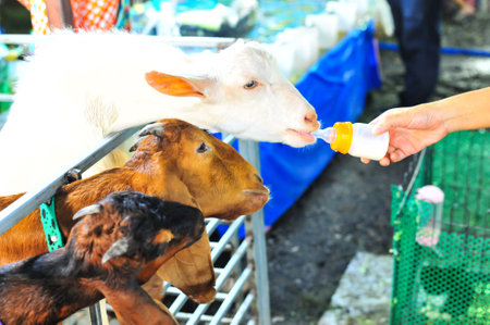 A hand hold a bottle of milk for feeding to a baby white goatの写真素材