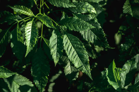Natural green Tecoma stan leaves at King Rama 9 Park ,Bangkok Thailandの写真素材