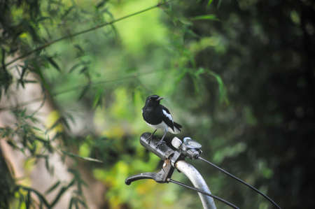 A black and White feahters Bird stood on a hand of bicycle at King Rama 9 Park in Bangkok Thailandの写真素材