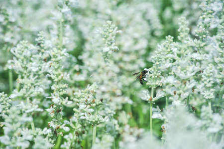 A bee with natural white Bedstraw flowers  at King Rama 9 Park ,Bangkok Thailandの写真素材