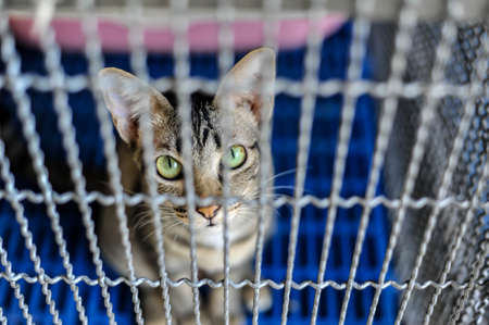 An abandoned thai cat in the cage at the pet care center in Wat Intharam Worawiharn temple in...