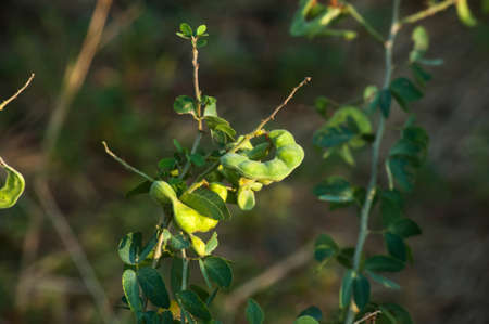 Natural green Manila Tamarind near the Gulf of Thailand in Samut Prakan Province, Thailand