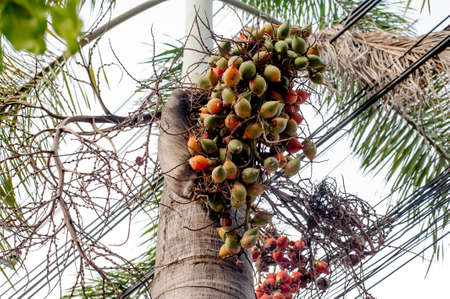 Natural Areca nut with sky and electric cables background in Bangkok Thailandの写真素材
