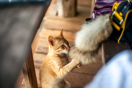 <p>The orange thai cat played artificial squirrel tail key chain in Chiarai province Thailand</p>の写真素材