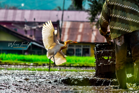 storks of wingsの写真素材