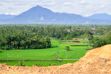 Expance of paddy fields at the foot of Bungsu mountain Payakumbuh