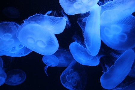 Beautiful Jellyfish Swimming Inside Aquariumの写真素材