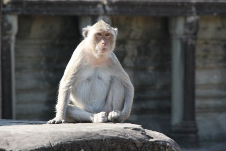 Monkey Resting In Cambodia Angkor Wattの写真素材