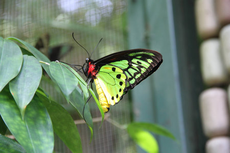Red And Yellow Butterfly On A Treeの写真素材