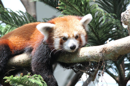 Red Panda Looking Around On Treeの写真素材
