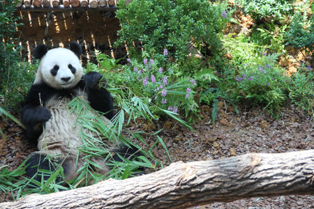 Panda Sitting And Enjoying Bambooの写真素材