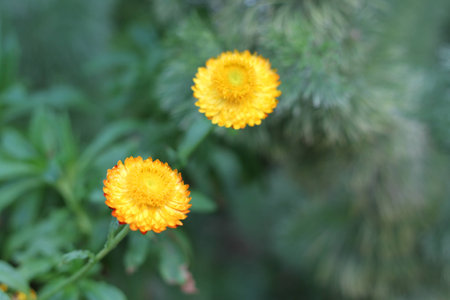 Yellow Sunflower Basking Under The Sunの写真素材