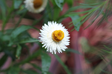Blooming White Daisyの写真素材