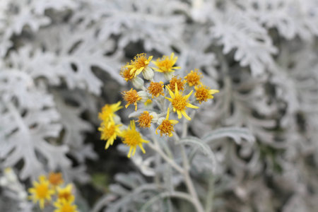Yellow Flower On Black   White Leave Backgroundの写真素材