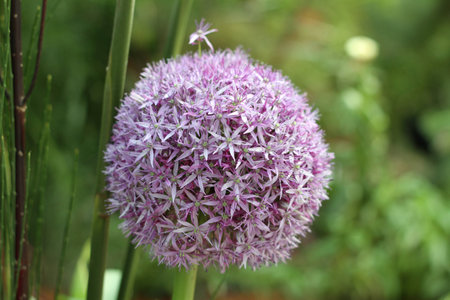 A Round Ball Of Purple Violet Flowerの写真素材