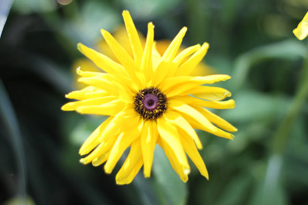 Blooming Sunflowerの写真素材