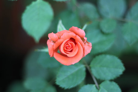 Blooming Pink Roseの写真素材