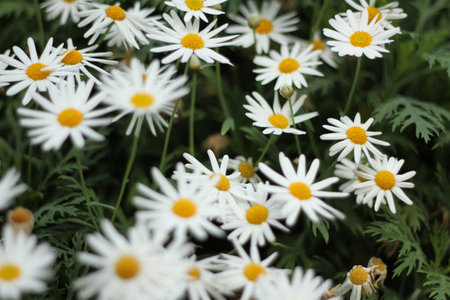 A Group Of White Daisiesの写真素材