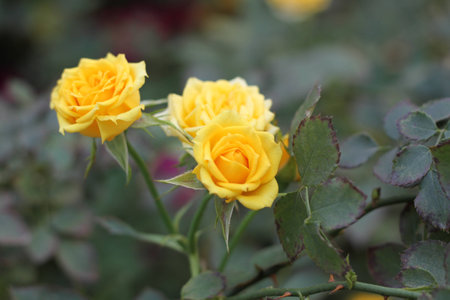 Yellow Rose Garden With Leavesの写真素材