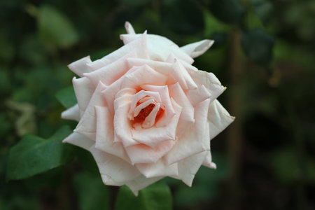Pink Rose With Leaves In Gardenの写真素材