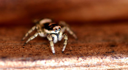 Spider on a plank