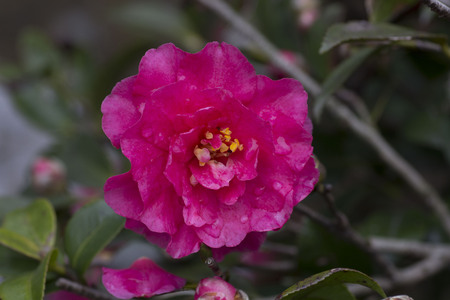 pink flowerのeditorial素材