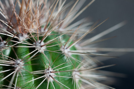 cactus spines close-upの写真素材