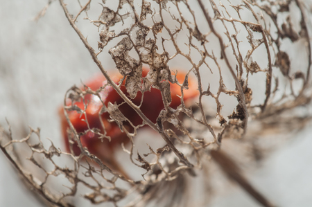 chinese lantern, flower, close-upの写真素材