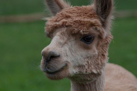 brown alpaca portraitの写真素材