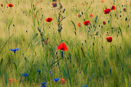 a flowery meadow in the sunの写真素材