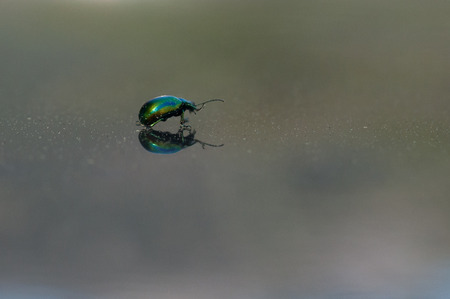 reflection of a rose chaferの写真素材