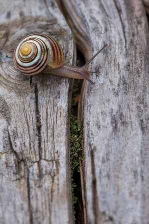 land snail on it's wayの写真素材
