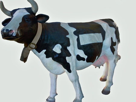 Full Sized model cow - pictured in Europe - background blanked out to allow use elsewhere- centre section can be used to enter any name or logo etc.の写真素材