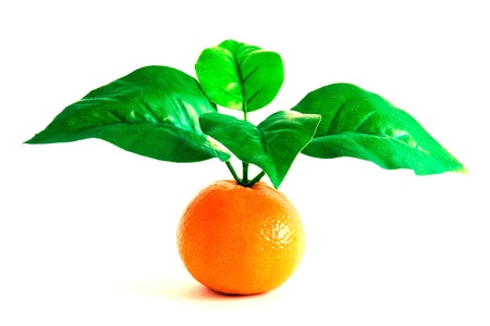 Clementine Orange with four leaves on white backgroundの写真素材