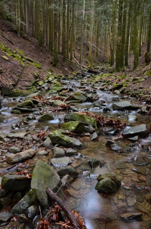 view of the torrent in a gorge in the forestの写真素材