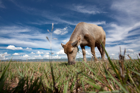 Water Buffalo: The Backbone of Thailandの写真素材