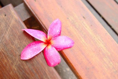 Pink Plumeria Flowerの写真素材