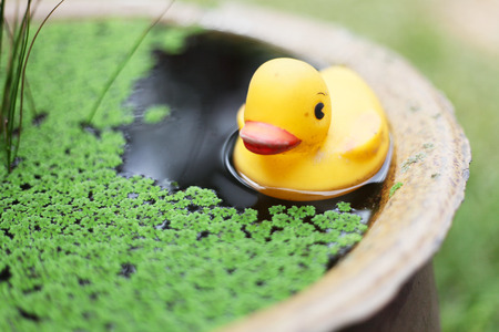 Happy small yellow rubber duck in  basinの写真素材
