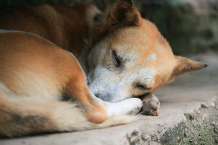 Sleeping dogの写真素材
