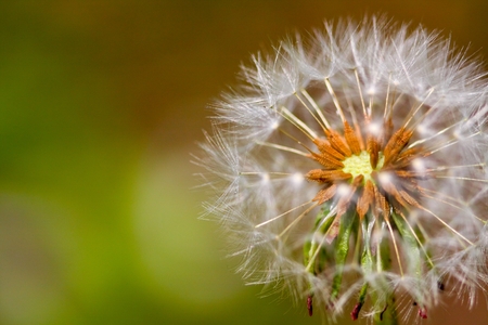Beautiful dandelions with seeds, close-upの写真素材