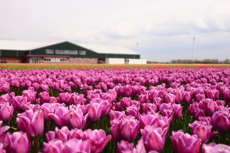 Colorful blooming tulips in the field, Netherlandsの写真素材