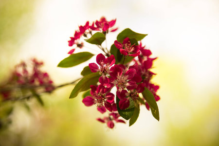 Ornamental bloomの写真素材